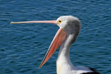 Pelican yaning