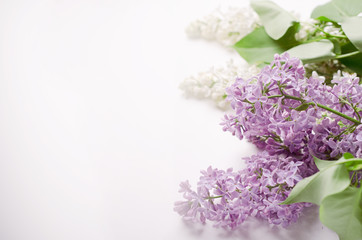 Flowering branch of white and purple lilac on a white background. Copy space.