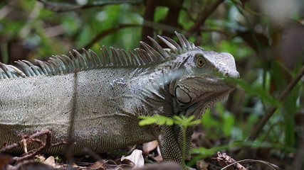 magnifique et unique photos d`oiseaux et de reptiles
