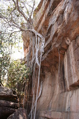 tree in a rock in ubirr, kakadu national park in australia