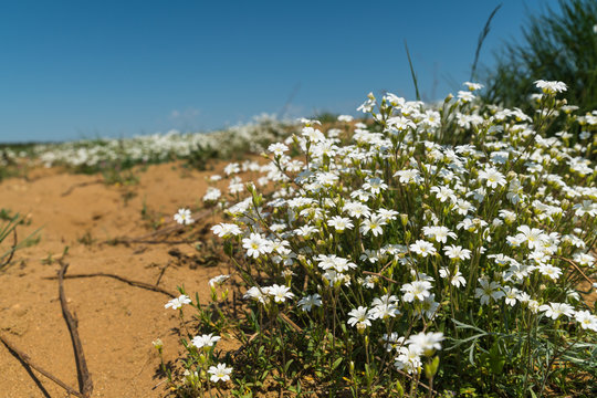 Fototapeta A bouquet of white flowers on a meadow