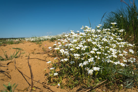 Fototapeta A bouquet of white flowers on a meadow