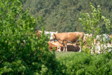 Cattle resting in the sun