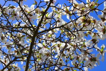 Kirschbl&uuml;ten Zeit 