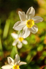 Blooming Narcissus daffodils. Flower bed jonquils with blurred bokeh background. Inspirational natural floral spring or summer blooming garden or park. Colorful blooming ecology nature landscape