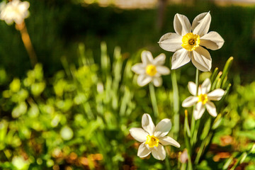 Blooming Narcissus daffodils. Flower bed jonquils with blurred bokeh background. Inspirational natural floral spring or summer blooming garden or park. Colorful blooming ecology nature landscape