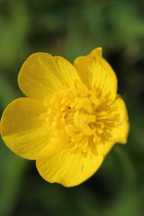 Yellow Flower Close Up