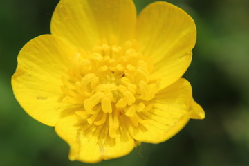 Yellow Flower Close Up