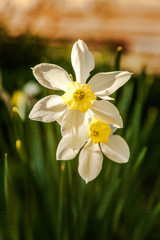 Fototapeta premium Blooming Narcissus daffodils. Flower bed jonquils with blurred bokeh background. Inspirational natural floral spring or summer blooming garden or park. Colorful blooming ecology nature landscape