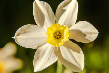Blooming Narcissus daffodils. Flower bed jonquils with blurred bokeh background. Inspirational natural floral spring or summer blooming garden or park. Colorful blooming ecology nature landscape
