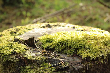 Moss Covered Tree Stump
