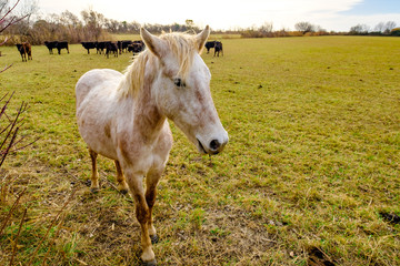 Cheval blanc et les taureaux noir de Camargue sur pâture.  Provence, France.