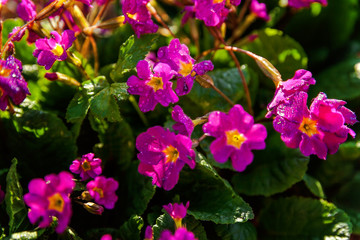 Primrose Primula with pink flowers. Inspirational natural floral spring or summer blooming garden or park under soft sunlight and blurred bokeh background. Colorful blooming ecology nature landscape