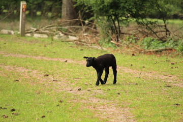Naklejka premium Grazing Sheep