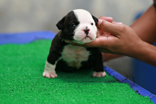 Black and cheap white bully pitbull