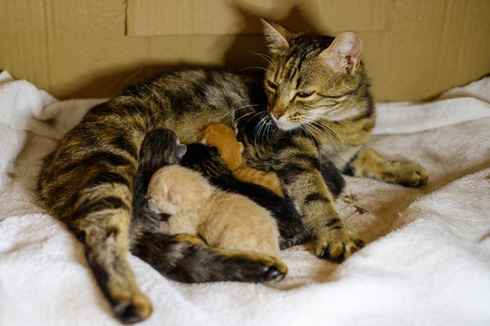 Chat tigr&eacute; (femelle) qui allaite des chatons nouveau n&eacute;s.