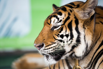 Tiger is relaxing.
