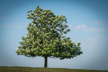 Flowering lonely chestnut tree on a hill
