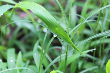 Obraz premium Dew drops on fresh spring grass on a morning