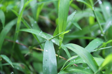 Dew drops on fresh spring grass on a morning