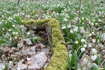 Märzenbecher