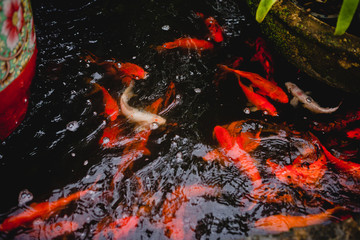 red fish in the pond