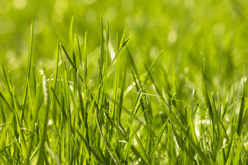 Macro photo of natural fresh growing green grass background 