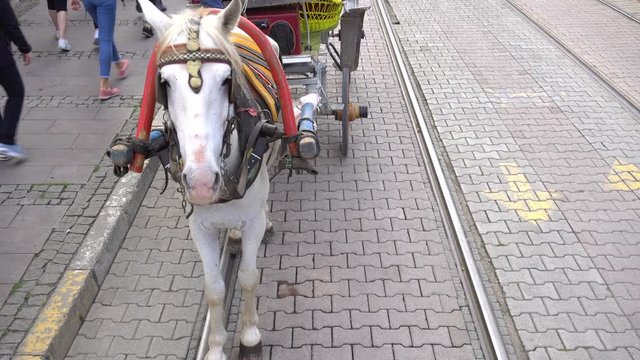 On street one is row of carriages with horses at day