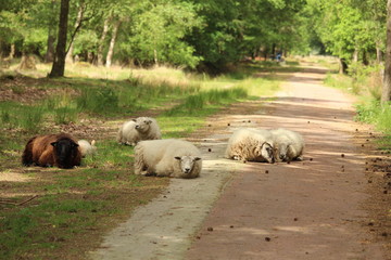 Sheep Blocking The Road