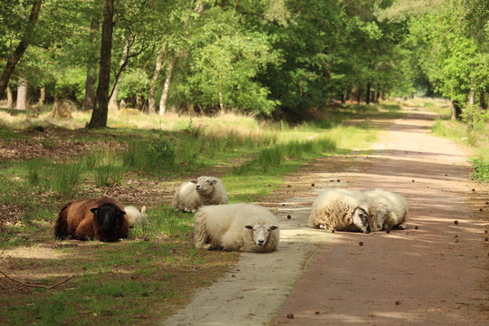 Sheep Blocking The Road