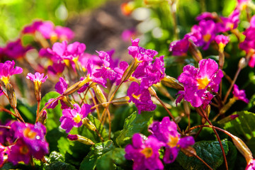 Primrose Primula with pink flowers. Inspirational natural floral spring or summer blooming garden or park under soft sunlight and blurred bokeh background. Colorful blooming ecology nature landscape