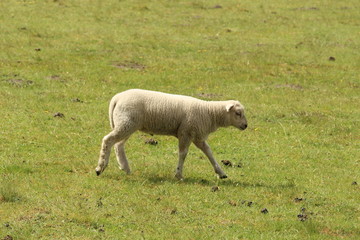 Grazing Lamb
