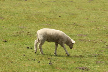 Fototapeta premium Grazing Lamb