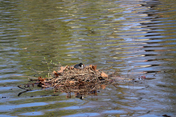 bird on a nest