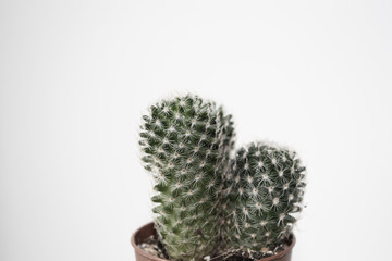 cactus minimal
