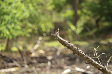 Woodland Landscape