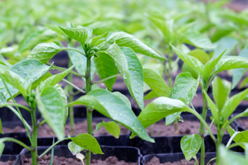pepper seedlings growing in greenhouse, close up