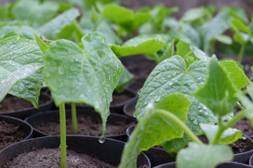 cucumber seedlings growing in greenhouse, close up