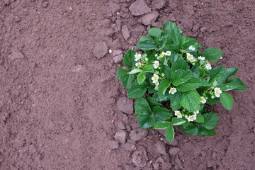 flowering strawberry bush, copy space