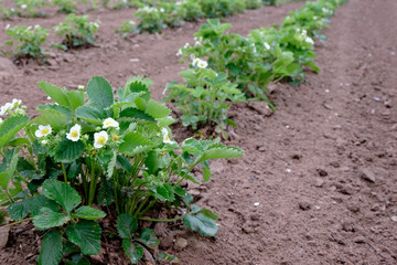 strawberry bushes in farm