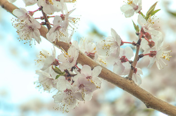 Beautiful cherry blossom in spring