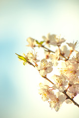 Beautiful cherry blossom in spring.