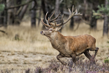 Red deer stag in rutting season in the Hoge Veluwe National Park in the Netherlands