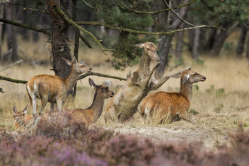 Female red deer fighting in the mud in Hoge Veluwe National Park in the Netherlands