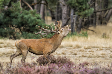 Red deer stag in rutting season in the Hoge Veluwe National Park in the Netherlands