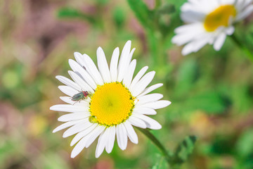 daisies in summer on a green background