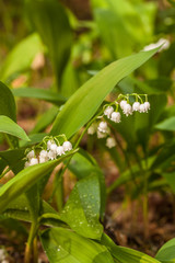 Obraz premium Lily of the valley (Convallaria majalis) in flower