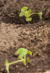 planting seedling of melon