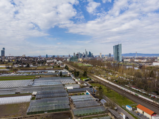 Fototapeta premium Skyline von Frankfurt mit EZB und Henniger Turm vorne Spargelanbau, Frankfurt am Main, Hessen, Deutschland