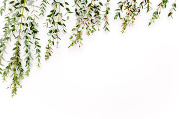 green branches, eucalyptus leaves on a white background. flat layout, top view
